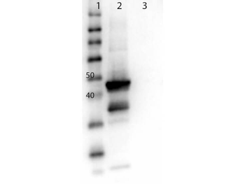 MEK1 C-Term Antibody