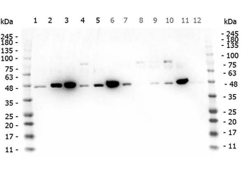 MEK1 C-Term Antibody