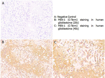 MEK1 C-Term Antibody