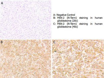 MEK2 C-Term Antibody