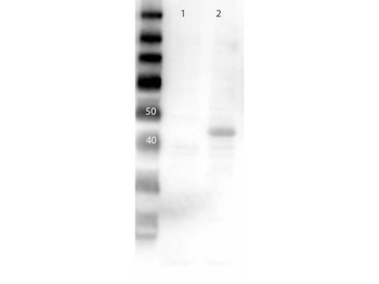 MEK2 C-Term Antibody