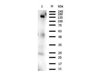 Pol Antibody