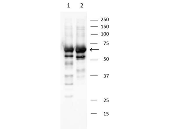 Abi1 Antibody