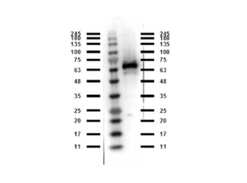 Abi1 Antibody
