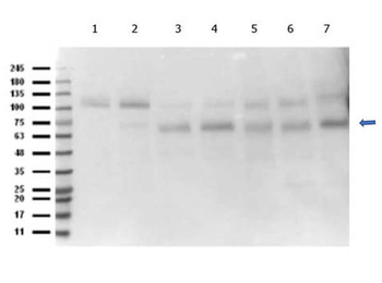 Abi1 Antibody