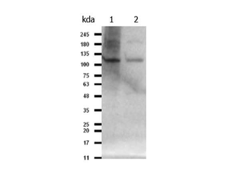 PIK3CB Antibody