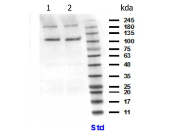 PIK3CB Antibody