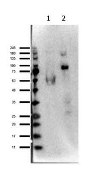 EZH1 Antibody