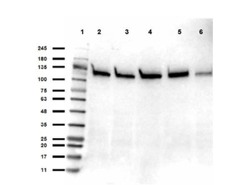 SIRT1 Antibody
