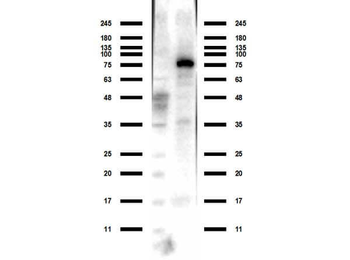 ACSS2 Antibody