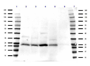 TAF10 Antibody