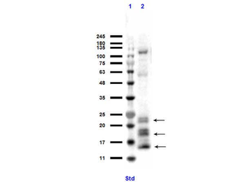 Ngp Antibody