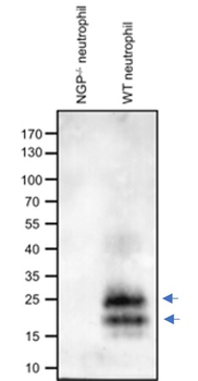 Ngp Antibody