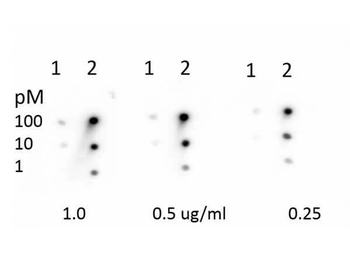 RB1 Antibody