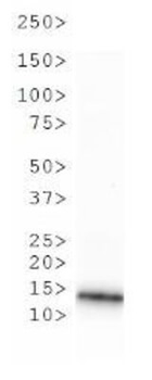 Histone H3 R2me1 Antibody