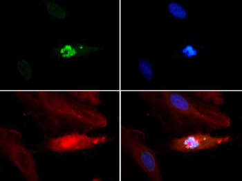 Histone H3 K4me1/phospho T3 Antibody