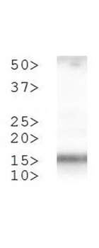 Histone H3 K4me2/phospho T3 Antibody