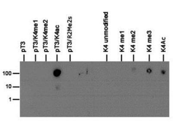 Histone H3 phospho T3/K4ac Antibody