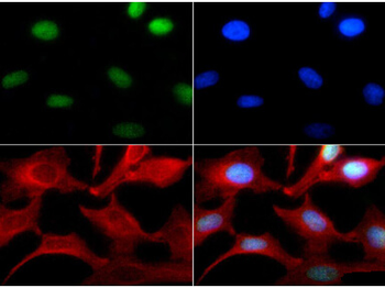 Histone H3 K4me1 Antibody
