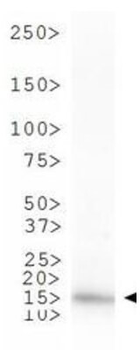 Histone H3 K4me1 Antibody