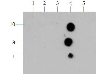 Histone H3 K4me3 Antibody
