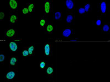 Histone H3 K4me3 Antibody