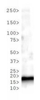 Histone H3 K4me3 Antibody
