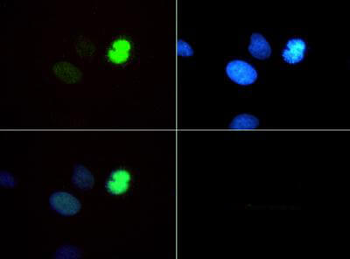 Histone H3 K4me1/phospho T6 Antibody