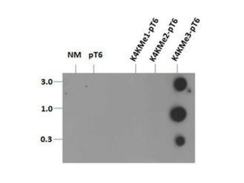 Histone H3 K4me3/phospho T6 Antibody