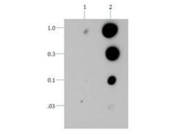 Histone H3 phospho T6 Antibody