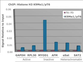 Histone H3 K9me1/phospho T6 Antibody
