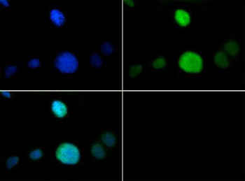 Histone H3 K9me1/phospho T6 Antibody