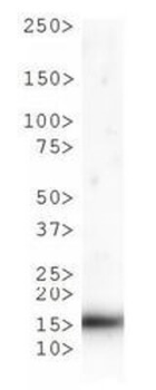 Histone H3 K9me1/phospho T6 Antibody