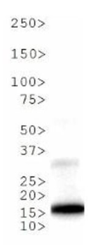 Histone H3 K9me1/phospho T6 Antibody