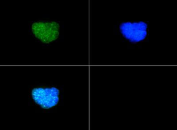Histone H3 K9me2/phospho T6 Antibody