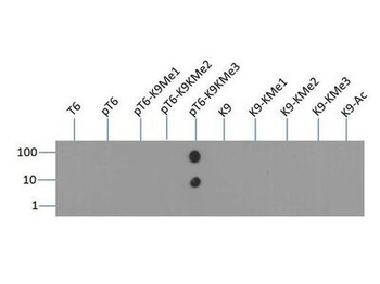 Histone H3 K9me3/phospho T6 Antibody