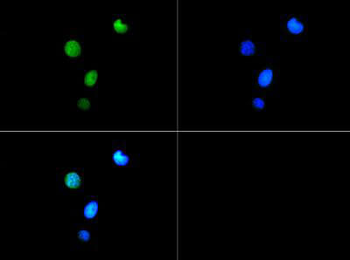 Histone H3 K9me3/phospho T6 Antibody