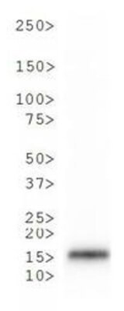 Histone H3 K9me3/phospho T6 Antibody
