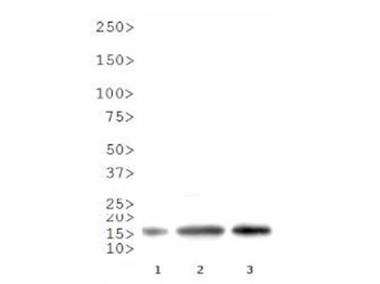 Histone H3 R8me2a Antibody