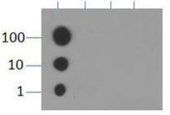 Histone H3 K9me1 Antibody