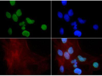 Histone H3 K9me1 Antibody