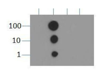Histone H3 K9me2 Antibody