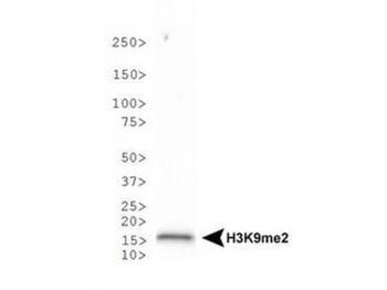 Histone H3 K9me2 Antibody