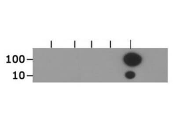 Histone H3 K18ac Antibody