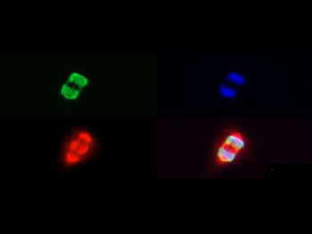 Histone H3 K27me3/phospho S28 Antibody
