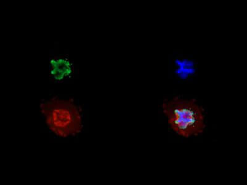 Histone H3 K27me3/phospho S28 Antibody