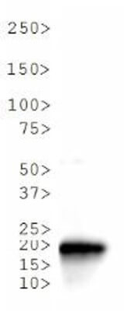 Histone H3 K36me3 Antibody
