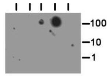 Histone H3 K56me3 Antibody