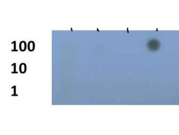 Histone H3 K79me3 Antibody