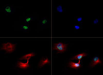 Histone H3 K79me3 Antibody